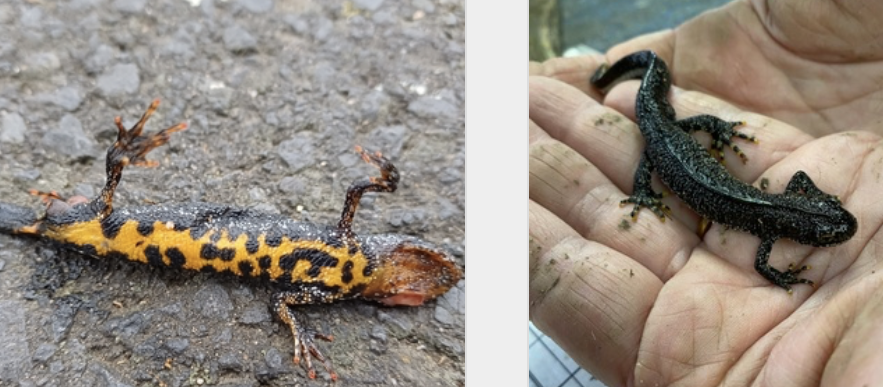 <p>Traszka grzebieniasta</p>