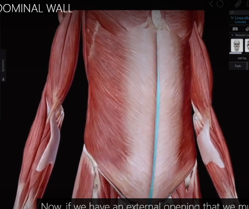 <p>White line down the middle</p>