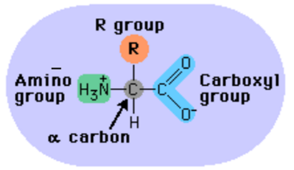 <p>Draw and label a figure showing the major attributes of an amino acid. (slide 4)</p>