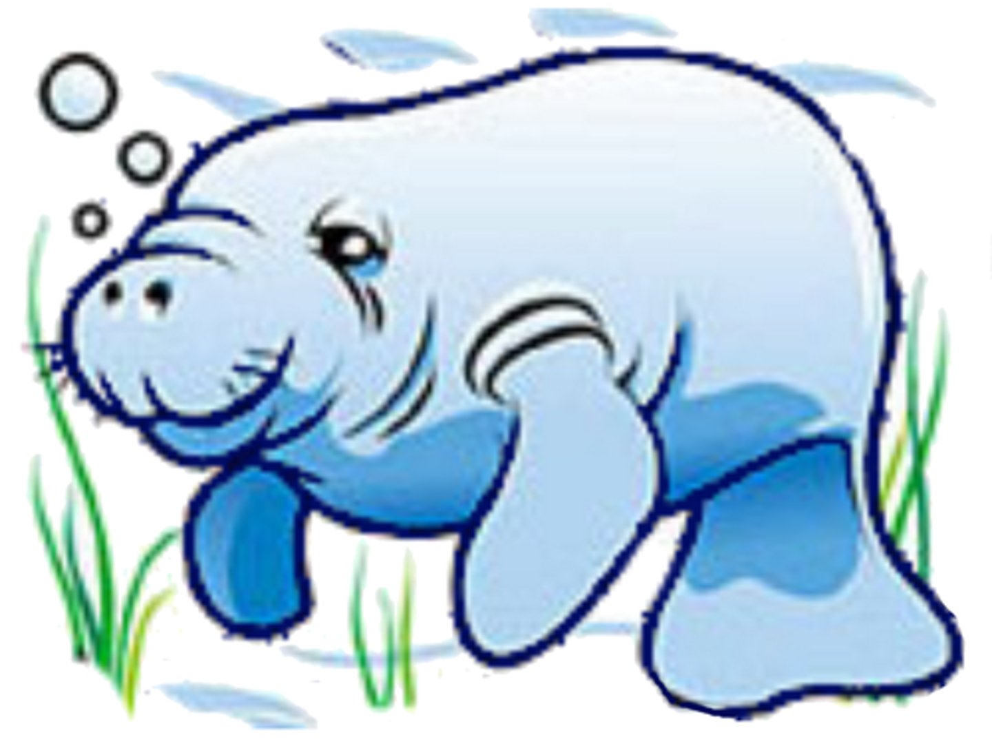 <p>manatee</p>