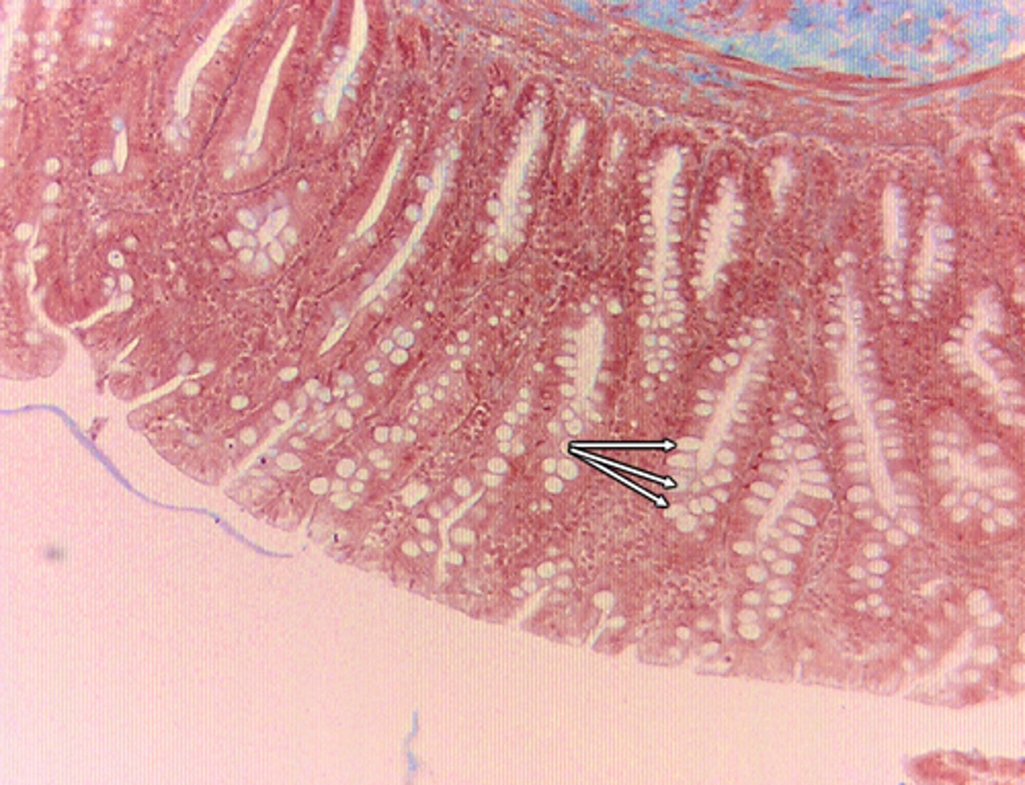 knowt flashcard image