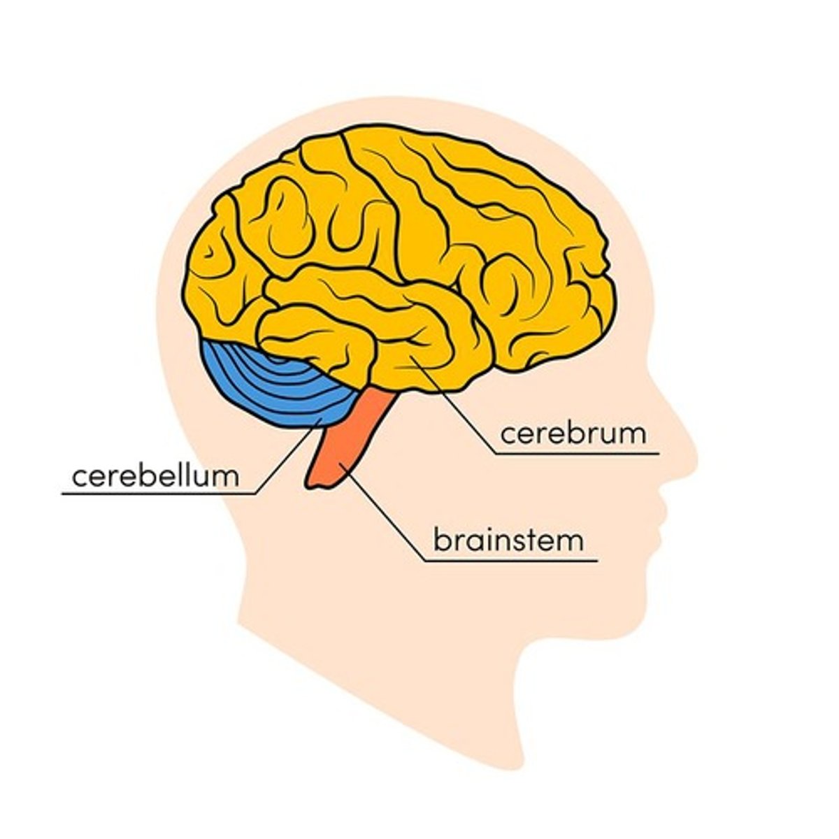 <p>It is often referred to as the 'little brain' and is involved in coordination and balance.</p>