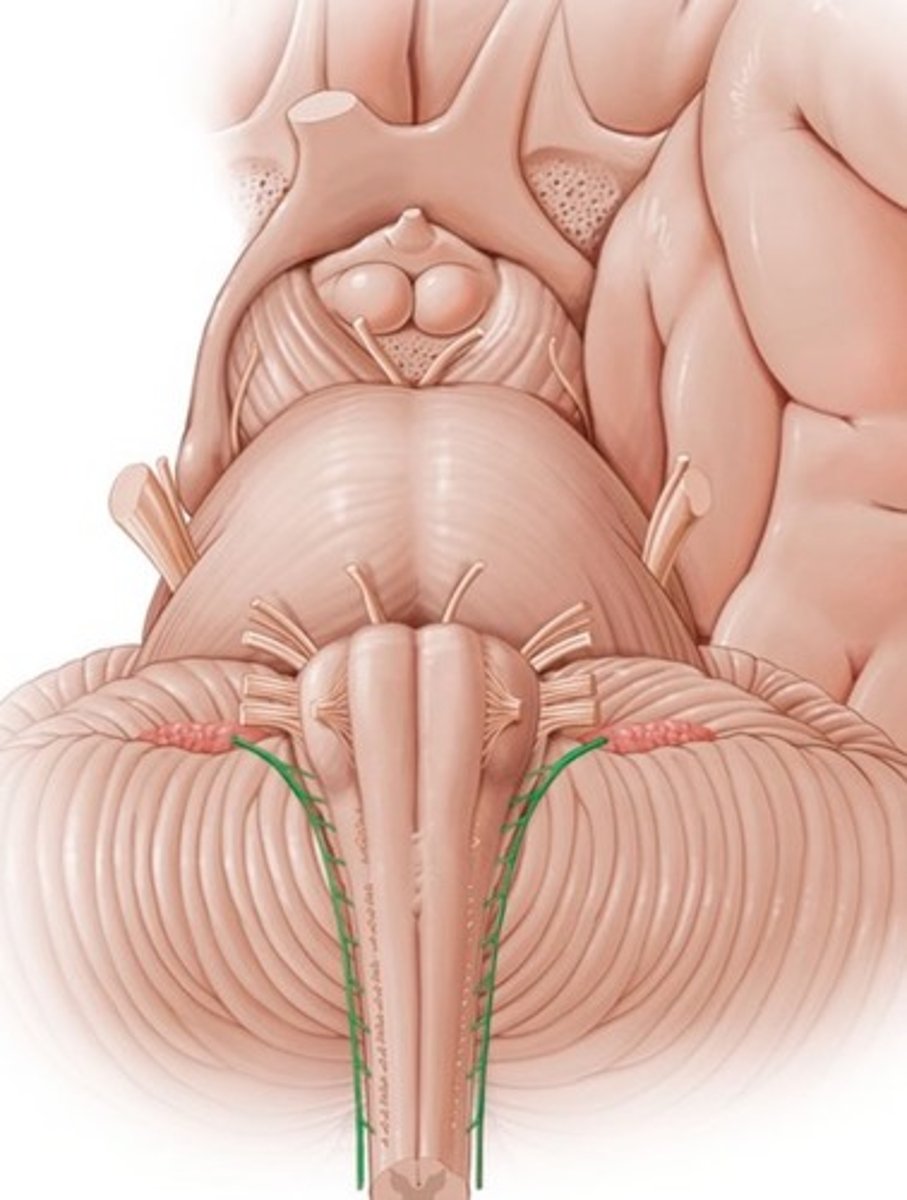 <p>Nervus accessorius, lisanärv</p>