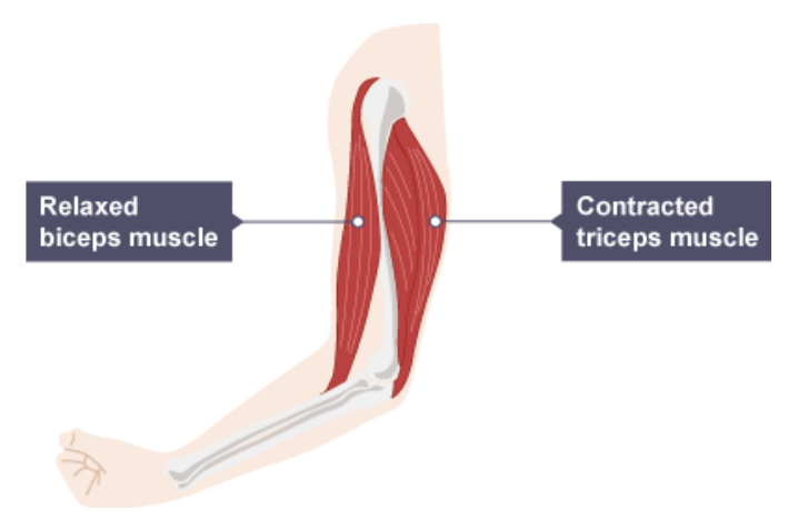 <p><strong>Muscle Action and Interactions</strong></p>