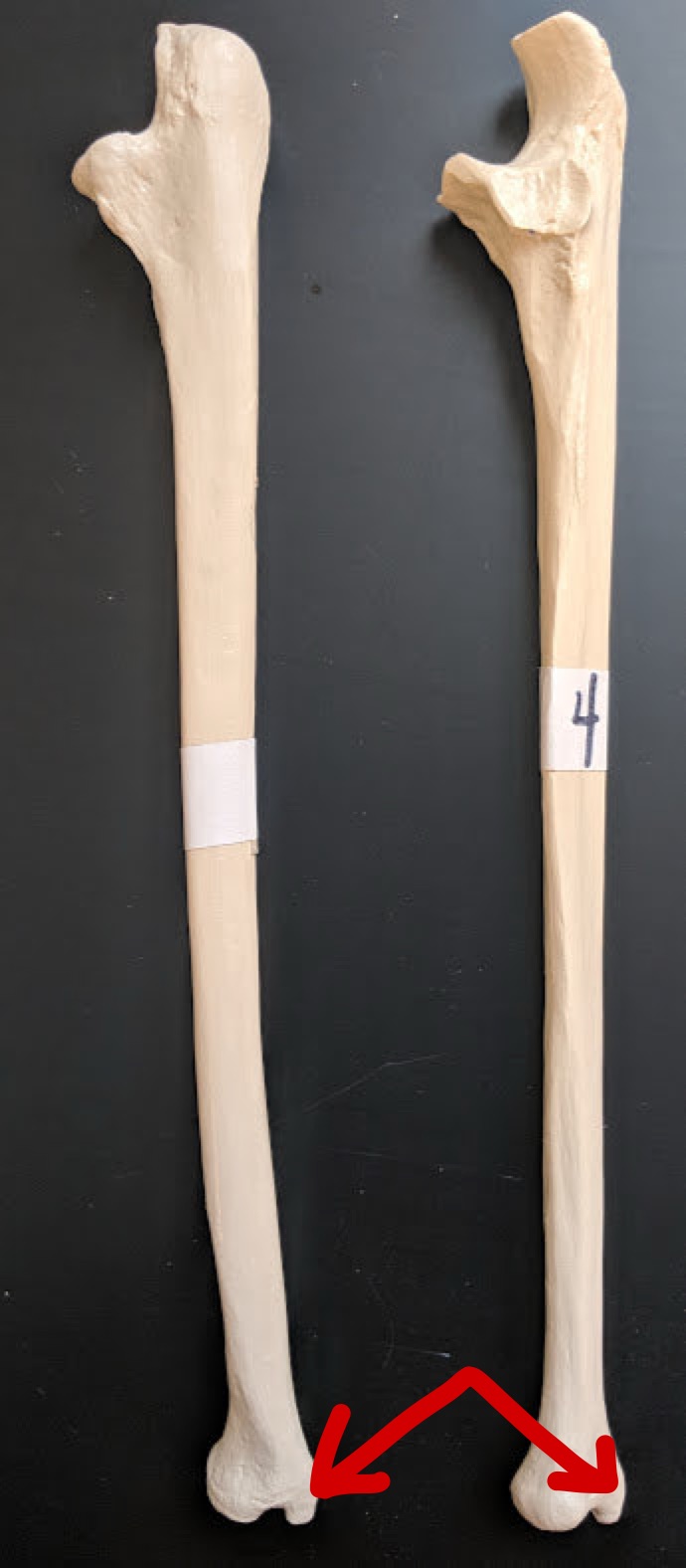 <p>Name this structure</p>