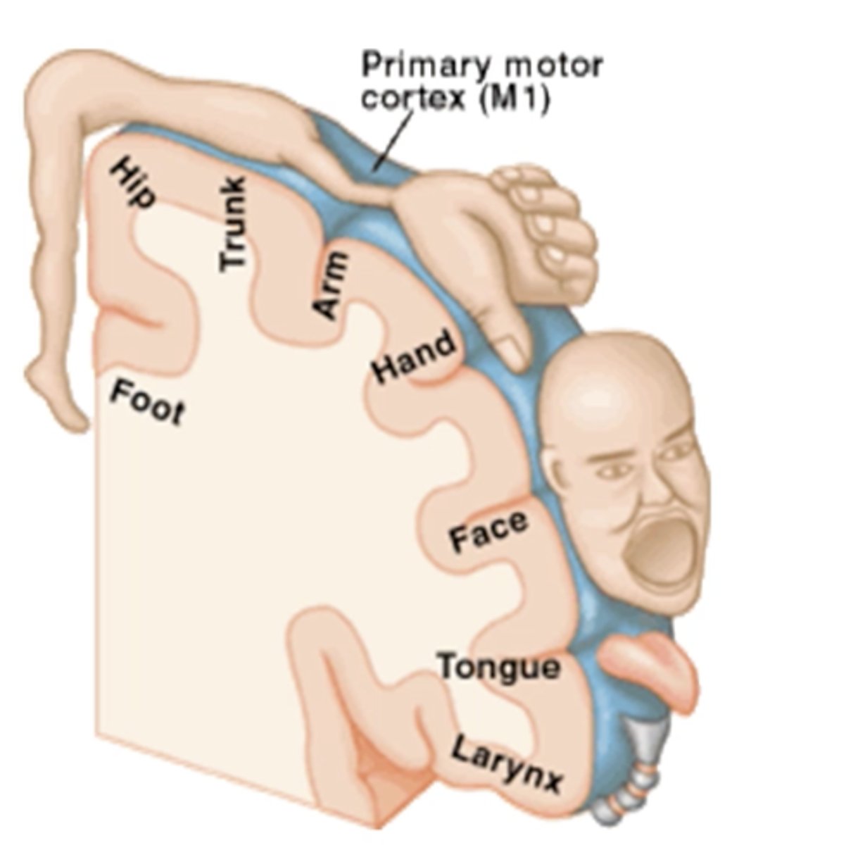 <p>responsible for skeletal movement - every motor neuron SENDS A SIGNAL to a designated spot in the motor cortex</p><p>(back/posterior of the frontal lobe)</p><p>motor cortex: generates neural impulses to control movement execution</p>