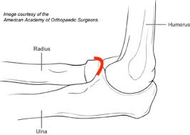 <p><span>between the head of the radius and the humerus</span></p>