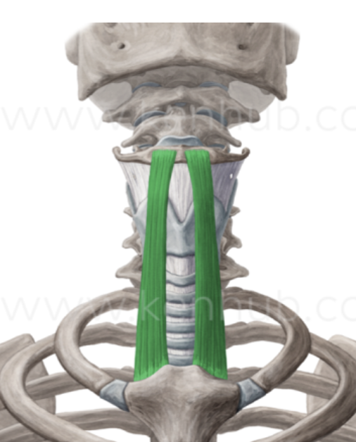 <p>What is this muscle?</p>