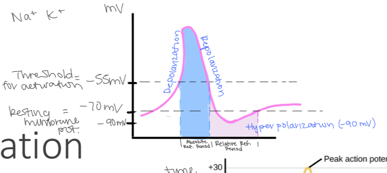 <p>Period from start of AP to return to below threshold</p><p>Comes before refractory period</p><p>Starts AP therefore NO other AP can be started during this period</p>