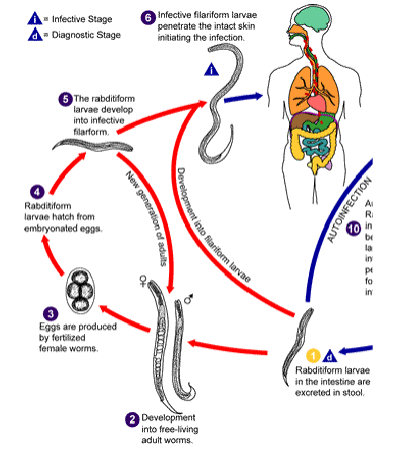 <ul><li><p><span>Rhabditiform larvae mature into 4th stage larvae, then adults</span></p></li><li><p><span>Mate, lay eggs, hatch rhabditiform</span></p></li><li><p><span>Larvae mature into filariform larvae that mature into adults</span></p></li><li><p><span>Sexual reproduction</span></p></li><li><p><span>Occurs in temperate climates</span></p></li></ul><p></p>