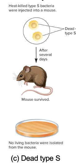 <ul><li><p>mouse survived and no living bacteria isolated from the mouse’s blood (3)</p></li></ul><p></p>