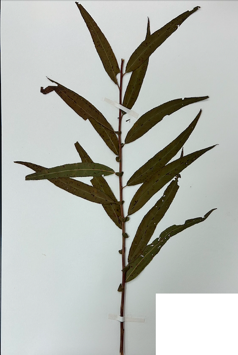 <p>Family? Genus?</p>