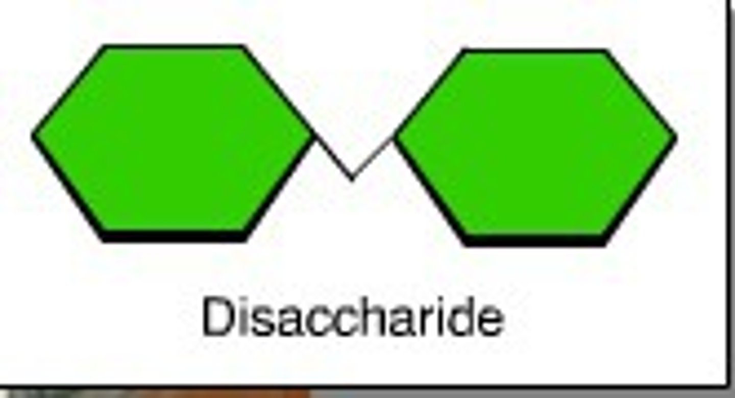 <p>Glucose + Glucose = Maltose</p><p>Glucose + Fructose = Sucrose</p><p>Glucose + Galactose = Lactose</p>