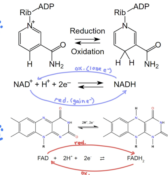 <p>both NADH and FADH<sub>2</sub> are 2 e- carriers </p><p></p><p>NADH:</p><p>NAD<sup>+</sup> + H<sup>+</sup> + 2e- < == > NADH</p><p></p><p>FADH<sub>2</sub></p><p>FAD + 2H<sup>+</sup> + 2e- < == > FADH</p>