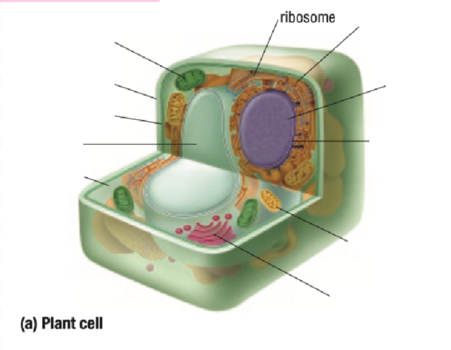 <p>Ribosome</p>