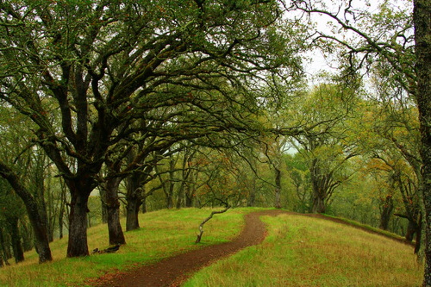 <p>(a) green in tint or color; immature in experience or judgment</p>