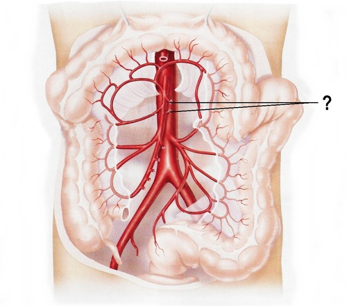 <p><span>branches off the superior mesenteric artery --&gt; go to da intestines</span></p>