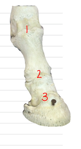 which is the metacarophalangeal (fetlock) joint?