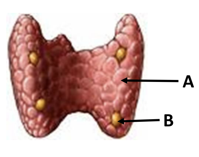 <p>identify A and B</p>