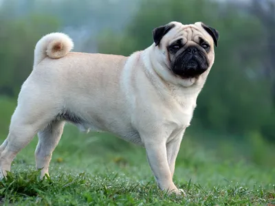 <ul><li><p>Toy group</p></li></ul><p></p>