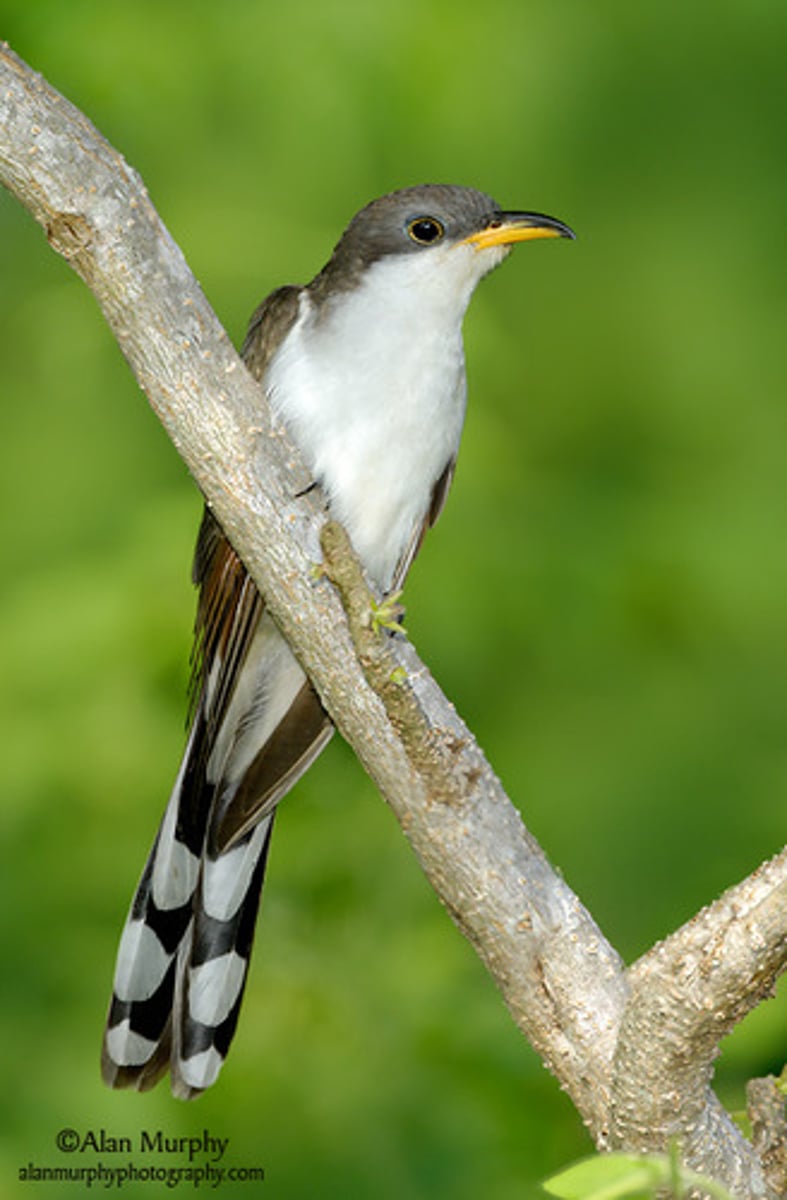<p>Cuculiformes</p><p>Cuculidae</p>
