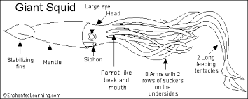 Squid Diagram Labeling