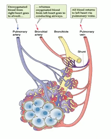 <ul><li><p><strong><span>Pulmonary arteries:</span></strong><span> deoxygenated → alveoli</span></p></li><li><p><strong><span>Pulmonary veins:</span></strong><span> oxygenated → LA</span></p></li><li><p><strong><span>Capillaries:</span></strong><span> ~1000 per alveolus, low PVR (~10× lower than systemic)</span></p></li><li><p><strong><span>Bronchial arteries:</span></strong><span> nourish conducting airways, drain into pulmonary veins → venous admixture</span></p></li><li><p><strong><span>Lymphatics:</span></strong><span> prevent edema</span></p></li></ul><div data-type="horizontalRule"><hr></div><p>MI HY: Alveoli they do not receive bronchial circulation. So systemic circulation and uh structures of alveoli&nbsp; cellular metabolism for um pulmonary epithelial cells. So they use uh oxygen from um alveolar air instead of um arterialized blood.</p>