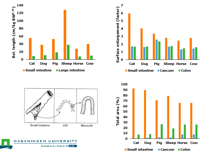 <p>Relative length </p><ul><li><p>cat and dog, small intesitne higher than large intestine (for all animals), SI slightly longer compared to dogs</p></li></ul><p>Surface enlargement</p><ul><li><p>CAT SI largest, caecum and colon similar (less compared to the other animals)</p></li><li><p>dog SI surface enlargenemtn, caecum less than colon</p></li></ul><p>Total area %</p><ul><li><p>cat, SI large, very small caecum, small colon</p><ul><li><p>dog, Si large, caecum still small, but more than cat, colon small</p></li></ul></li></ul><p></p>