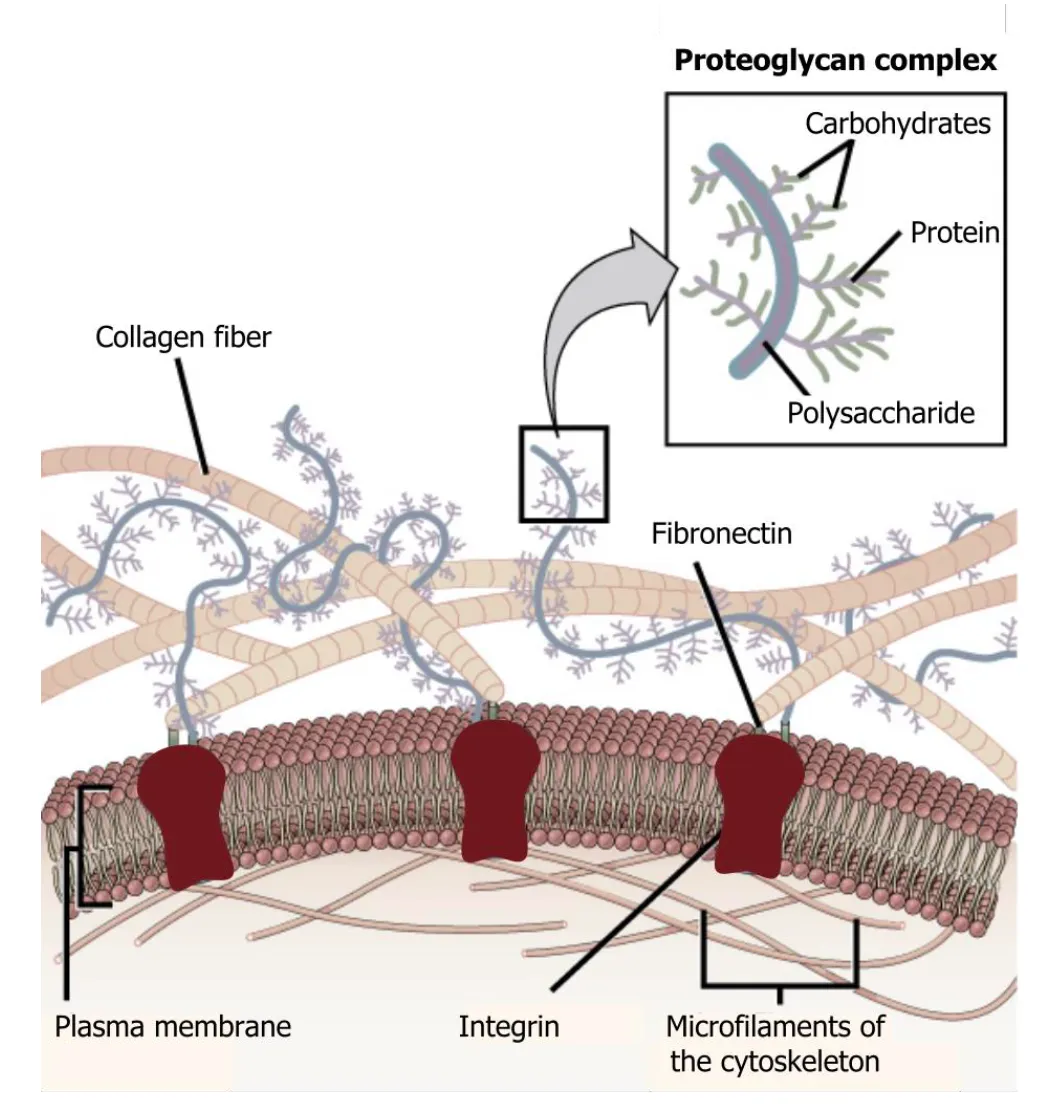 <ul><li><p>Carbohydrates are a big part of the matrix (proteoglycans) the other big part are collagen components.</p></li><li><p>Collagen gives rigid structure and resistance to pressure comes from the carbohydrates.</p></li><li><p>In bones you would need more collagen, for the structure.</p></li></ul><p></p>