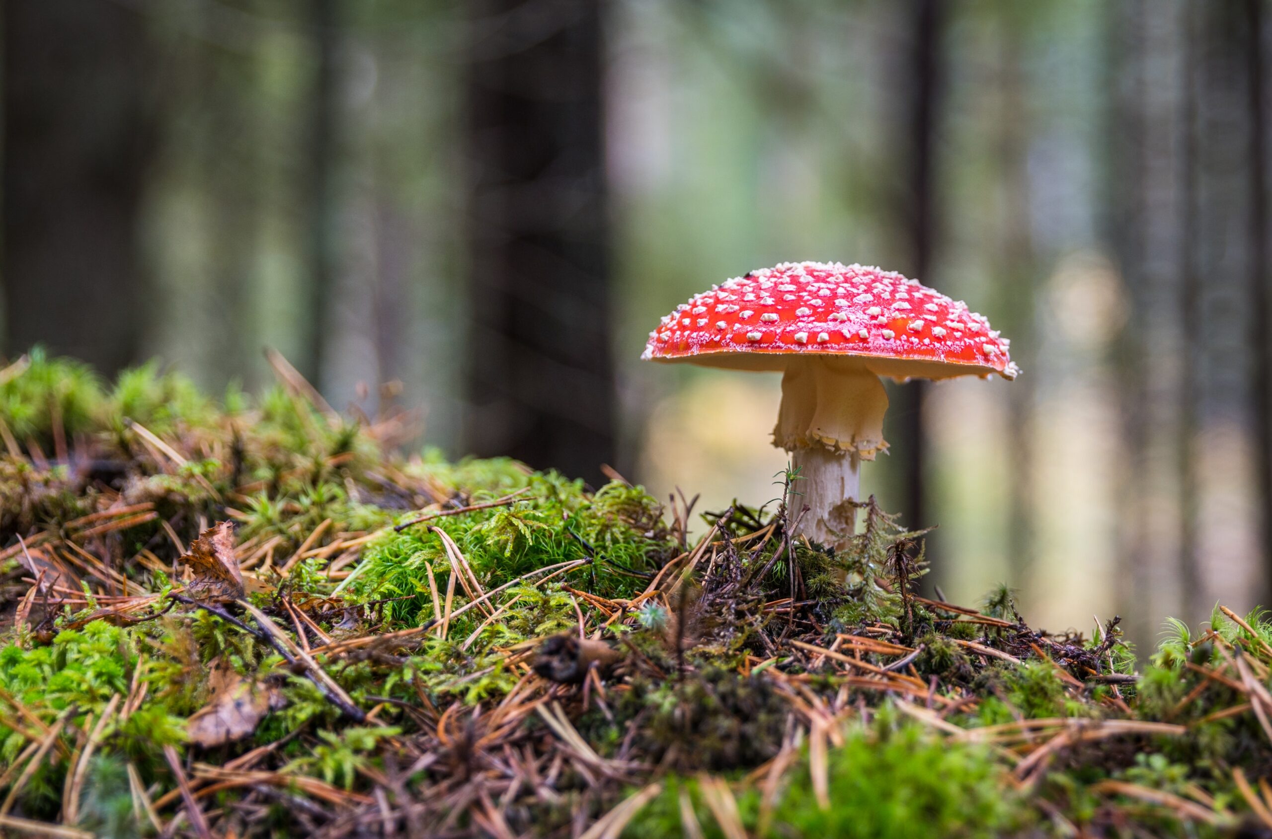 an organism that lives on or in non-living matter, creating digestive enzymes to absorb nutrients, e.g. bacteria, fungi