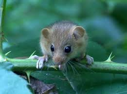 <ul><li><p>Make up 44% of all mammals, <span style="background-color: transparent;"><span>with about 2,500 species</span></span></p></li><li><p><span style="background-color: transparent;"><span>The taxonomy is in a constant flux</span></span></p></li><li><p><span style="background-color: transparent;"><span>They have a worldwide distribution except for antarctica, new Zealand, and Oceanic realm</span></span></p></li><li><p><span style="background-color: transparent;"><span>Lots of convergence among groups</span></span></p></li><li><p><span style="background-color: transparent;"><span>Found in all biomes and are often commensal w/ humans</span></span></p></li></ul><p></p>