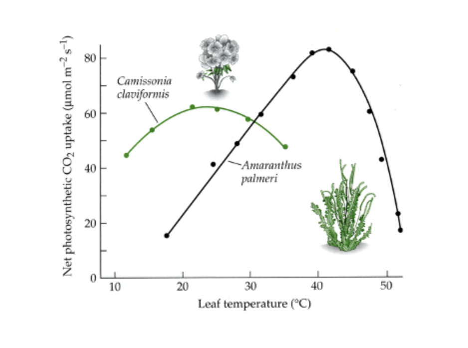 <p>In the figure below, which of the species is the C4 plant based on its photosynthetic efficiency as it varies with temperature?</p><p></p>