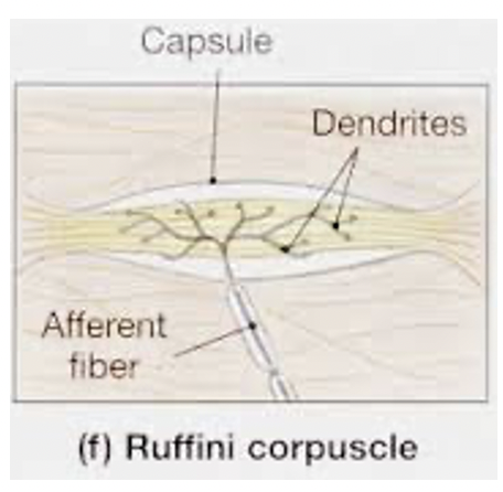 * Described by Ruffini in 1894 as $$*loosely* encapsulated nerve endings$$ intermediate in size $$between Pacinian corpuscles and **Krause’s end bulbs**$$;
* In a loose connective tissue capsule, the **myelinated nerve fibres** *loose their sheaths* and @@break into a set of branches with terminal knobs@@;
* They are found in both the **DERMIS** and deeper organs such as joints;
* There has been disagreement as to their exact role, Ruffini thought they had a tactile function intermediate between Meissner’s (light touch) and Pacinian corpuscles (deep pressure);
* Later they were said to be thermoreceptors;
* %%Presently they are considered to be **slowly adapting** mechanical receptors responsive to __continuous__ deformation and distortion;%%
* In joint capsules they indicate the degree of **rotation**
* Less well understood, described over 100yrs ago
* Oblong capsule sitting within dermal layer, sits a biit higher than pascinian, loosely connected tissue capsule containing naked nerve ending, also found in \*\*joints\*\*!

\
* Ruffinis r SLOW adapting, as opposed to pascians

\
* Smone pulls on ur arm - ruffini