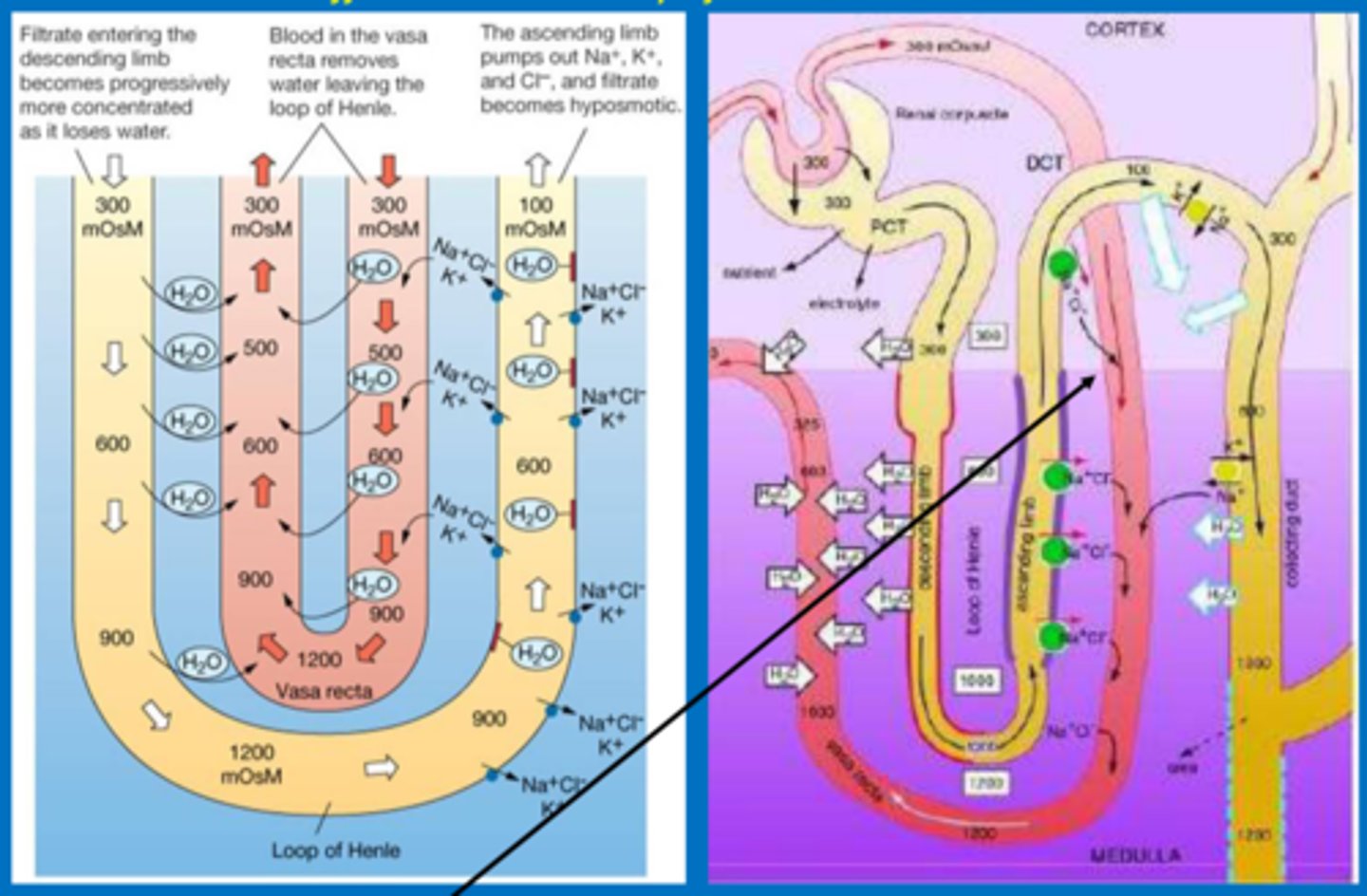 <p>-they flow in OPPOSITE directions</p><p>-the nephron has the descending limb on the left and the ascending limb on the right</p><p>-the vasa recta will have its ascending limb on the left and its descending limb on the right</p>