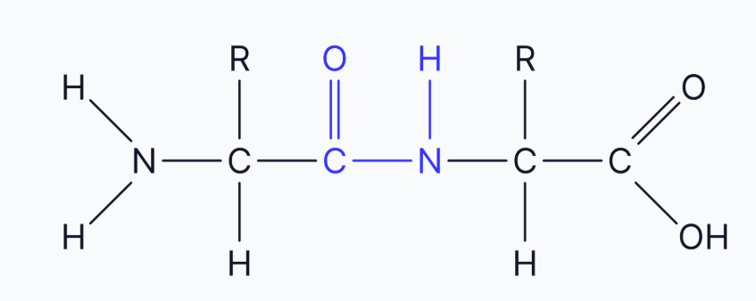<ul><li><p>The peptide bond forms between the carboxyl group of one amino acid and the amine group of the next. This is a strong, covalent bond. </p></li></ul><p></p>