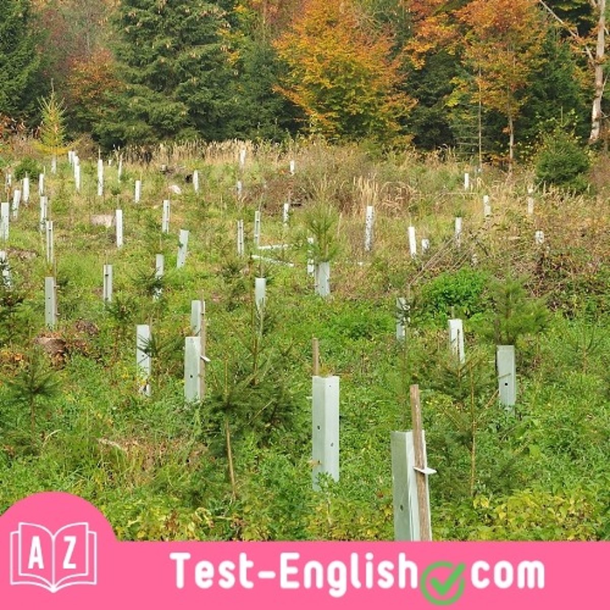 <p>_____ projects aim to plant trees on deforested land.</p>