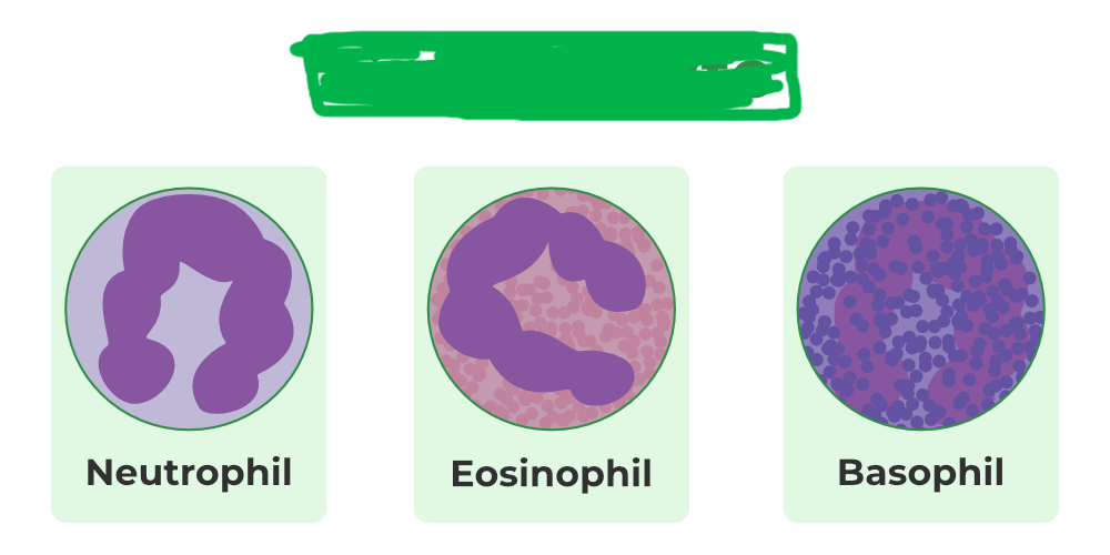 <p>what group do these WBCs belong to?</p>
