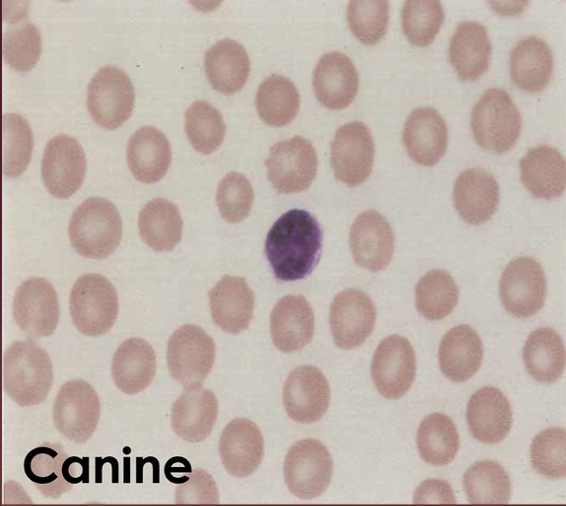 <p>What type of WBC is this?</p>
