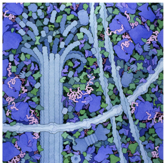 <p>ribosomes, thick microtubules, F-actin filaments, intermediate filaments; all provide surface area inside the cell for proteins to be localized to</p>