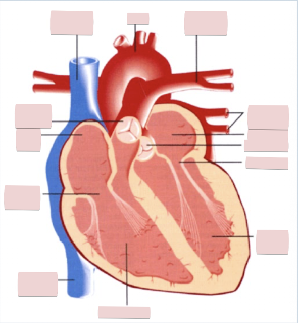 <p>Label the figure</p>