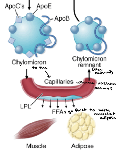 <p>Chylomicron transports food out of the digestive track and goes to the capillaries where exchange occurs. Typically FFAs go first to both muscles and adipose tissue. </p>