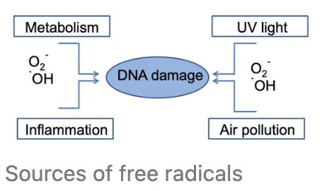 <ol><li><p>Helps protect cells against free radicals (antioxidant) from:</p><ol><li><p>Metabolism</p></li><li><p>Inflammation</p></li><li><p>UV light</p></li><li><p>Air pollution</p></li></ol></li><li><p>Maintains resistance to infection</p></li></ol><p></p>