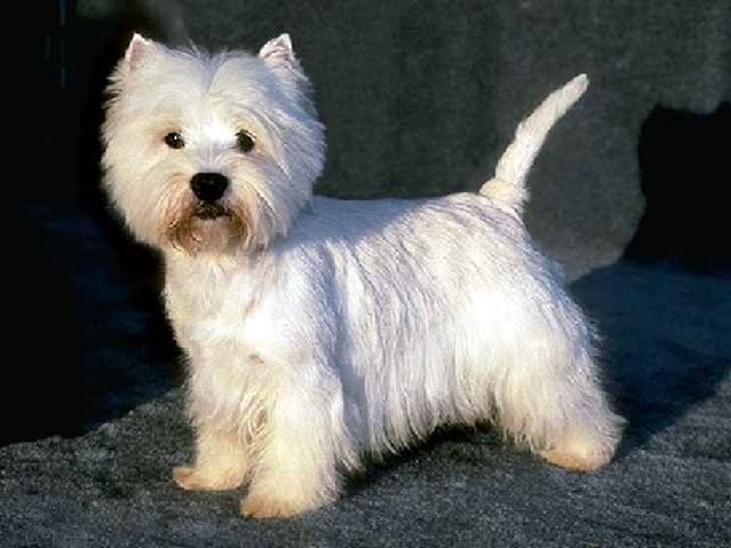 <p>Terrier</p>