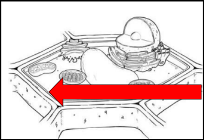 <p>Protecting the cell</p>