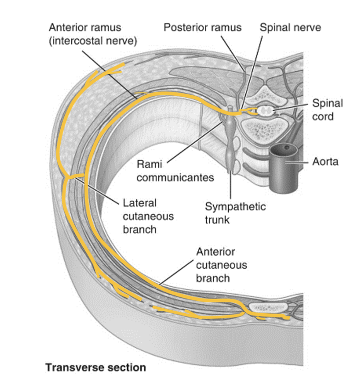 __**Posterior:**__

* Sensory from and motor to:
  * *Zygapophyseal joints* 
  * *Muscles of the deep back* 

\
__**Anterior:**__

* Sensory from and motor to: 
  * everywhere else 
  * In thorax = intercostal nerve 