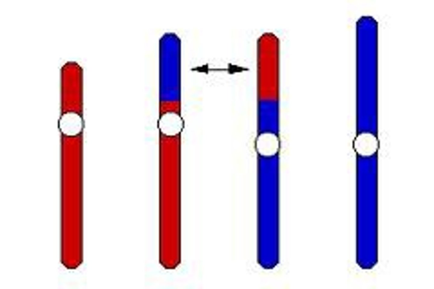 <p>The process in which a segment of a chromosome breaks off and attaches to another chromosome; occurs when part of one chromosome breaks off and attaches to another.</p>
