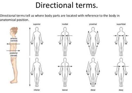 <p>Directional terms</p>