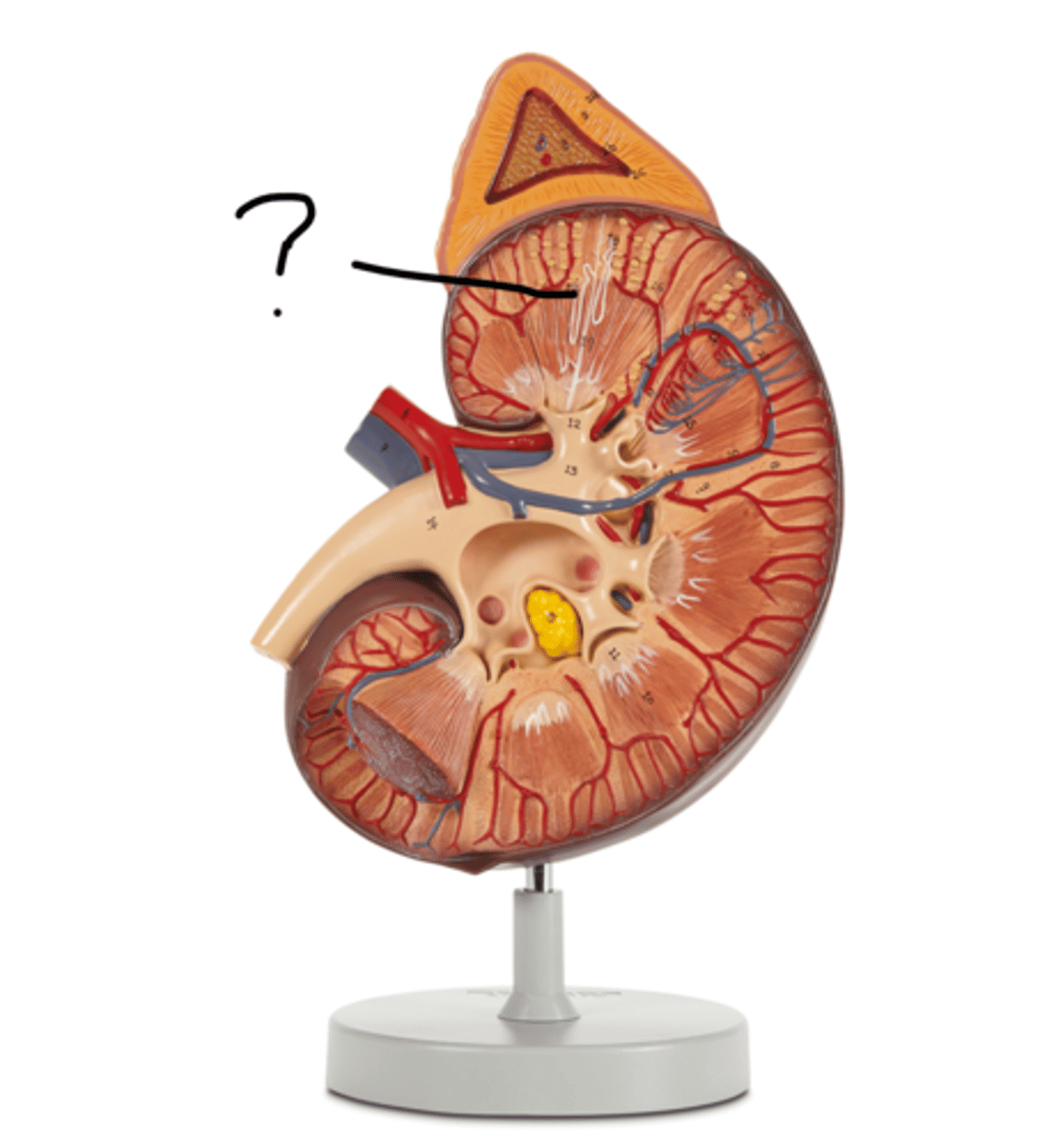 <p>Name this segment</p>