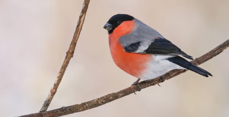 <p>zařaď živočicha do systému</p><p>Třída - řád - čeleď - druh čeština (latina)</p>
