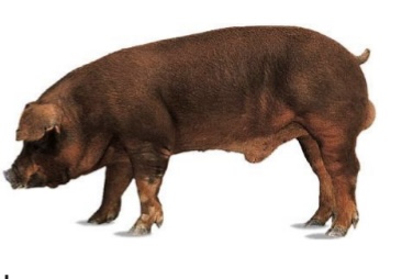 <p>SWINE BREEDS: what is the breed, origin, color, body, and traits?</p>